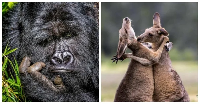 15 funny animal photos from the Nikon Comedy Wilfdlife Awards (16 photos)