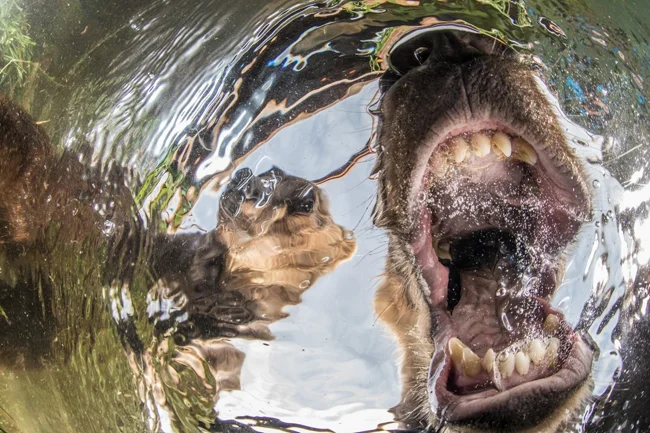 Подводный мир в работах победителей конкурса Underwater Photographer of the Year 2019 (30 фото)