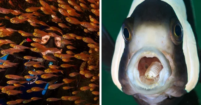 37 Mesmerizing Works of Finalists and Winners of the Ocean Art 2024 Photo Contest (38 photos)