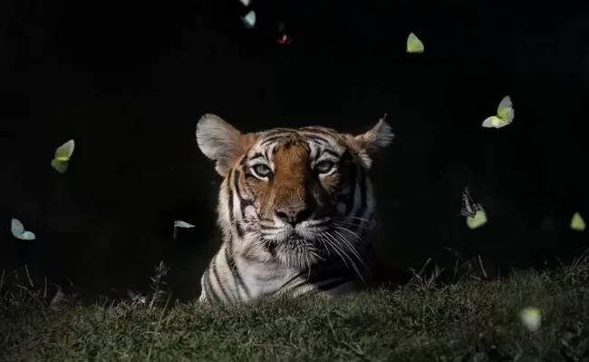 Фотограф запечатлел тигрицу в окружении бабочек (2 фото + 1 видео)