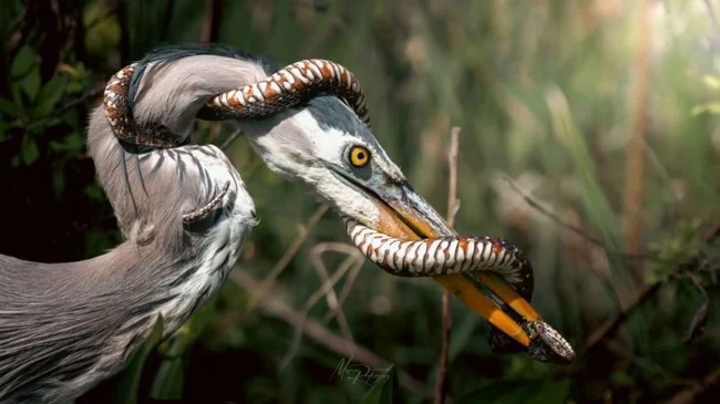 Фотограф запечатлел схватку цапли и змеи (7 фото)