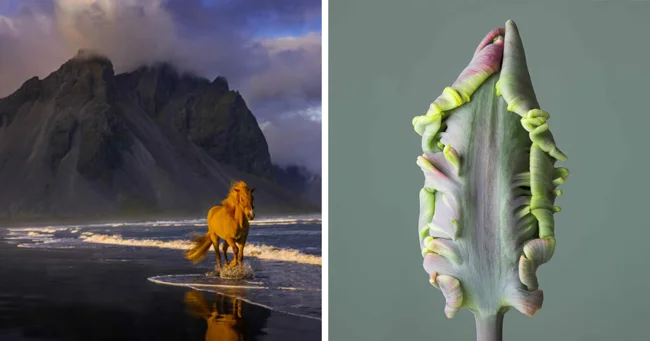 20 фотографий природы, удостоенных наград на церемонии Fine Art Photography Awards 2025 (21 фото)