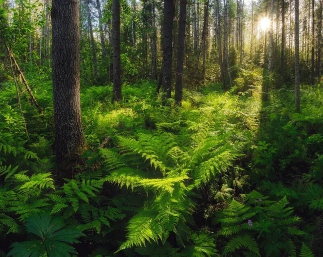 35Awards. Landscape 3 (39 photos)