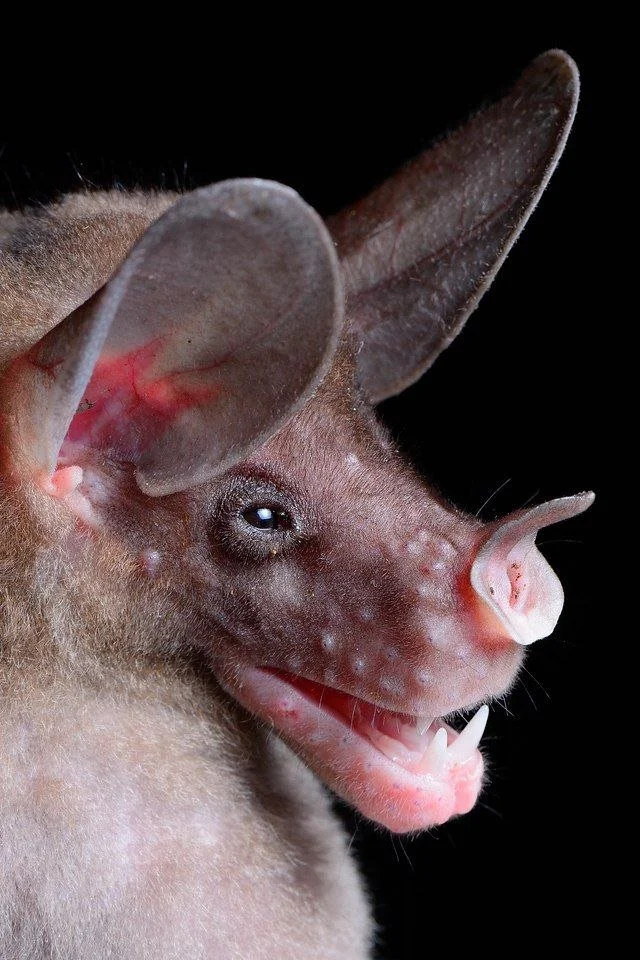 Галерея портретов летучих мышей биолога из Никарагуа (10 фото)