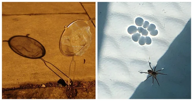 25 волшебных теневых иллюзий, доказывающих, что природа — лучший художник (26 фото)