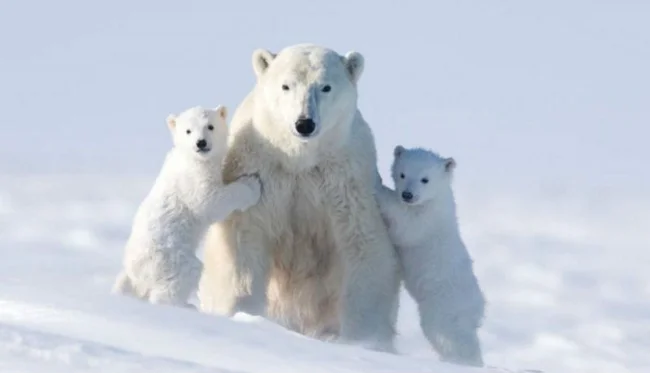 Ради этих кадров фотограф провел 117 часов на лютом морозе