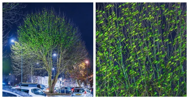 Попугаи облепили деревья в Лондоне (4 фото + 5 видео)