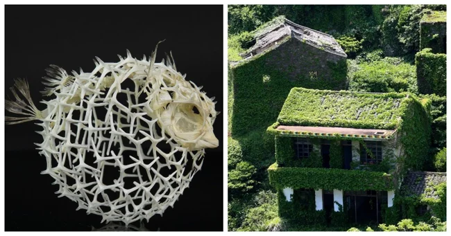 20 фотографий, которые вызовут восторг и умиление (21 фото)