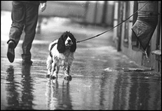 Собачья жизнь. Часть 2 (25 фото)