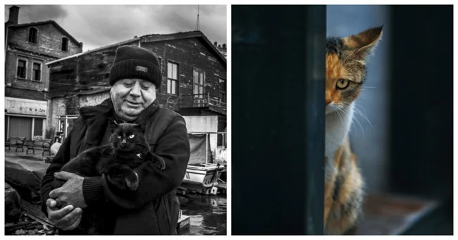 23 крупных плана уличных котов, которые доказывают, что пушистые главные на районе и в жизни (24 фото)