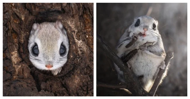 Фотограф заснял милого жителя тайги (5 фото)