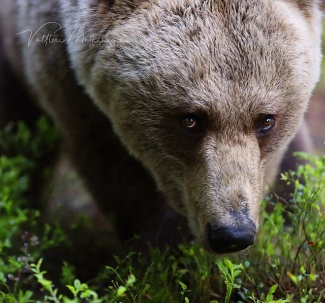 Валттери Мулкахайнен и его медведи. Часть 1 (25 фото)