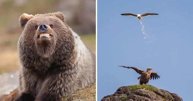 Конкурс комедийных фотографий дикой природы показал финалистов 2025 года (24 фото)