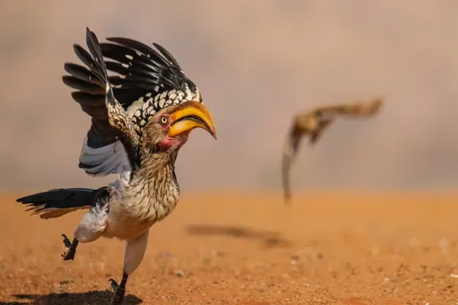 Стыдливый слон и танцующие лемуры: посмотрите на самые смешные фото животных 2025 года! (23 фото)