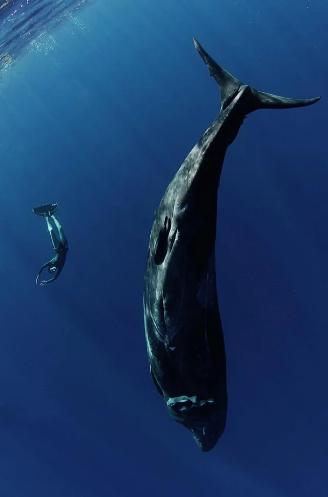 Подводные фото (46 фото)