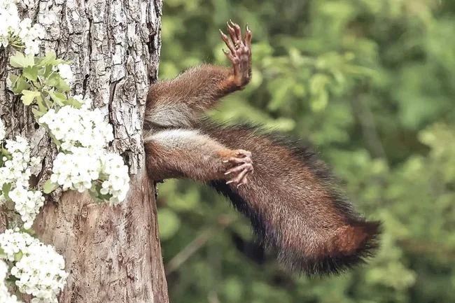 Забавные зверюшки (19 фото)