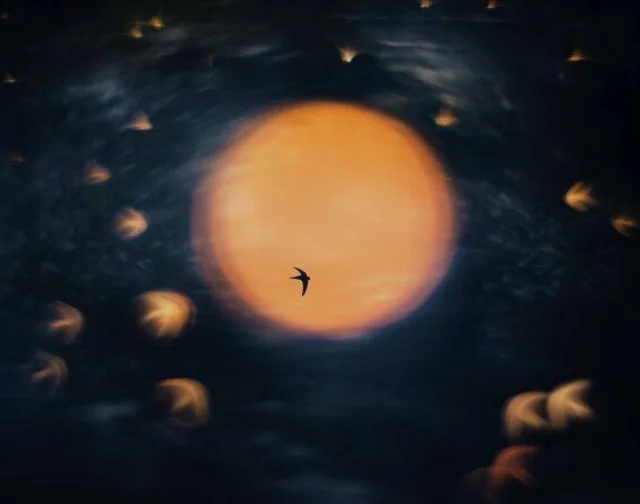 Победители Nature Photographer of the Year (7 фото)