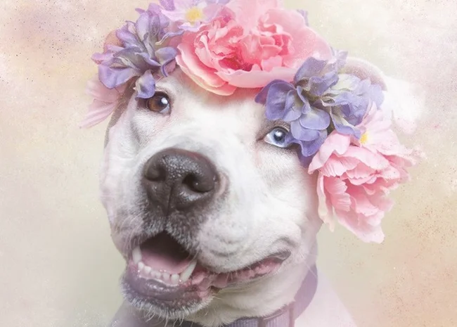 Flower power: the dark side of pit bulls (21 photos)