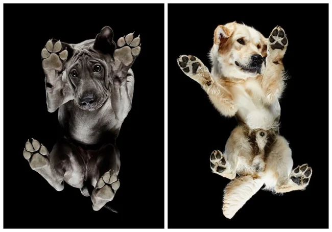 Underdog — фотопроект Андриуса Бурбы показал собак с необычной стороны (22 фото)