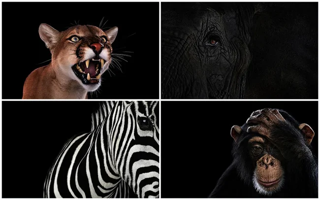 Close-up animal portraits (15 photos) (photo)