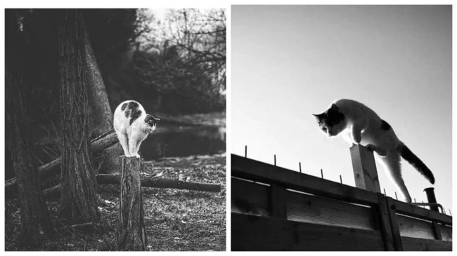 Life Isn't the Same Without a Cat: Balanced Cat Acrobats Demonstrate Miracles of Balance (29 photos)