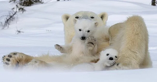 Hello, Bears! A photographer was lucky enough to capture stunning photos of a polar bear with her cubs (9 photos)