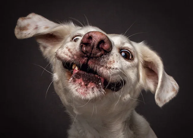 If you want a treat, you'll have to stretch out even more: funny dogs catching food (14 photos)
