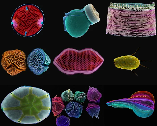 Diatoms: Microphotographs by Paul Hargreaves and Faye Darling (17 photos)