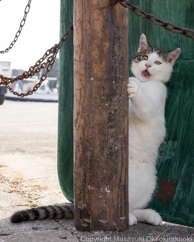 Street cats as stars: photographer Masayuki Oki turns the everyday into art (18 photos)