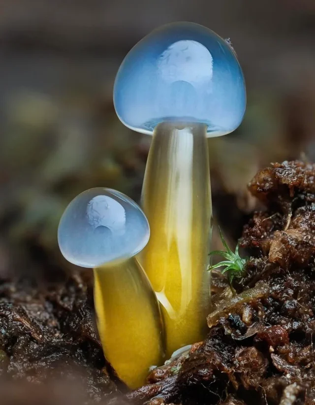 Microcosm through the lens: the magic of a New Zealand photographer (15 photos)