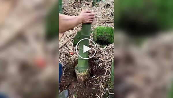 Изготовление жабы из корня бамбука