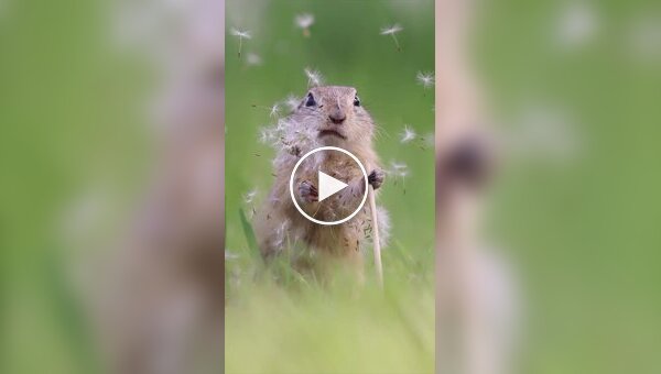 Профессиональный фотограф живой природы за работой