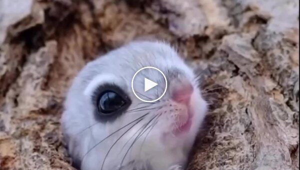 Japanese Photographer Captures the Cutest Creature on the Planet