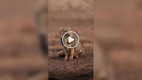 Фотограф заснял редкую тибетскую лису с близкого расстояния