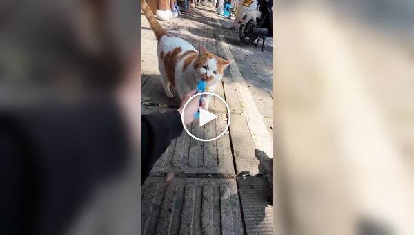 Парень устроил фотосессию уличному коту