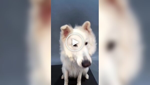 Собаки пытаются поймать лакомство