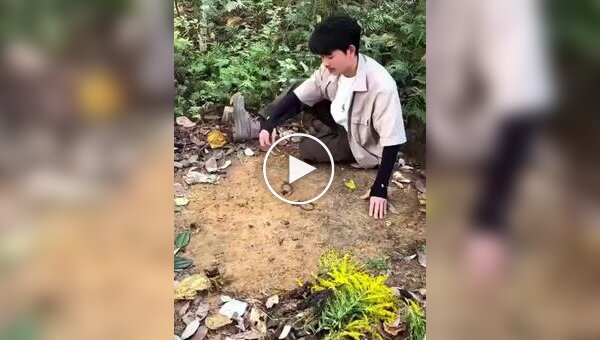 Ожившая природа: Невероятные картины из камней и листьев