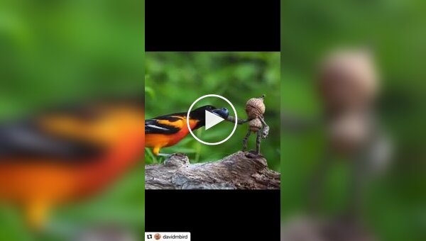 Утренний ритуал: Забота о птичках